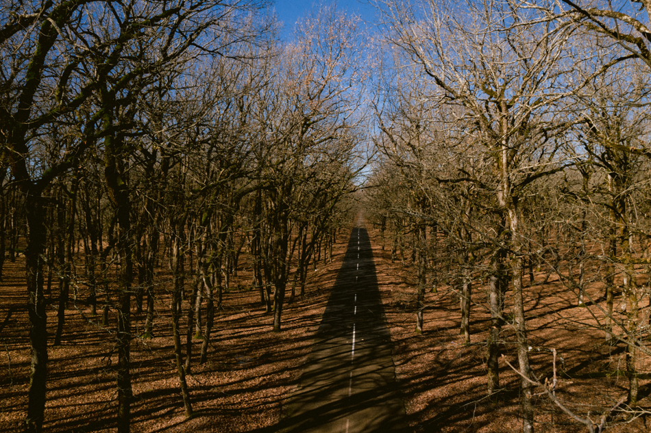 Foloi Oak Forest